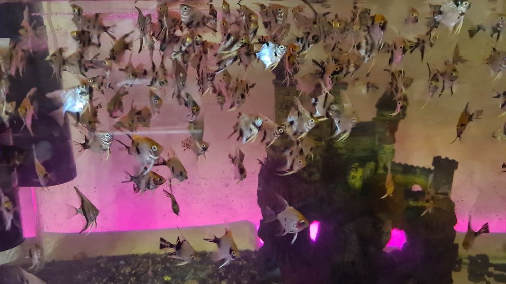 Продам оптом скалярии кои