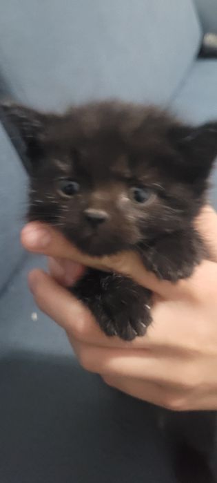 Котёнок 2 месяца