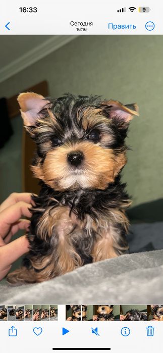 Щенок йоркширского терьера