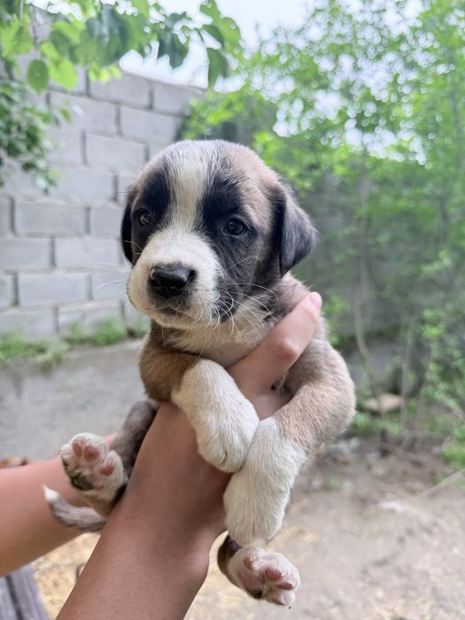 Pitbul  bolalar sotiladi