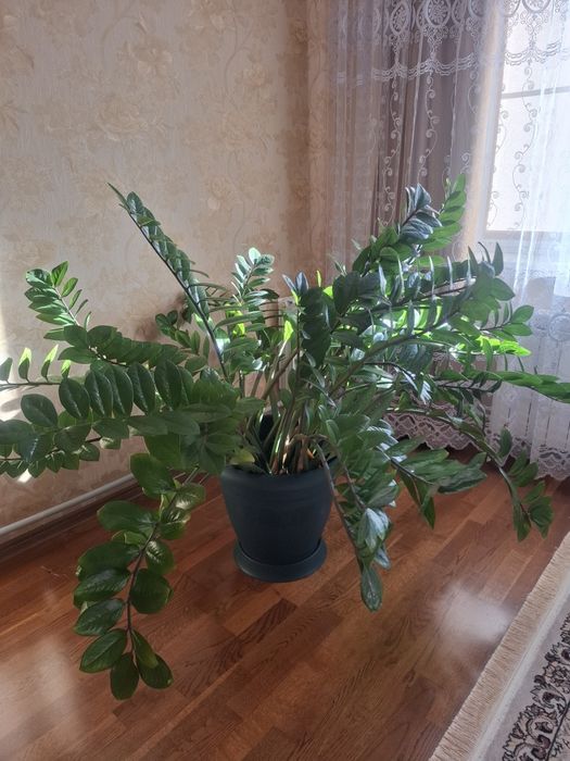 Продам комнатные растения