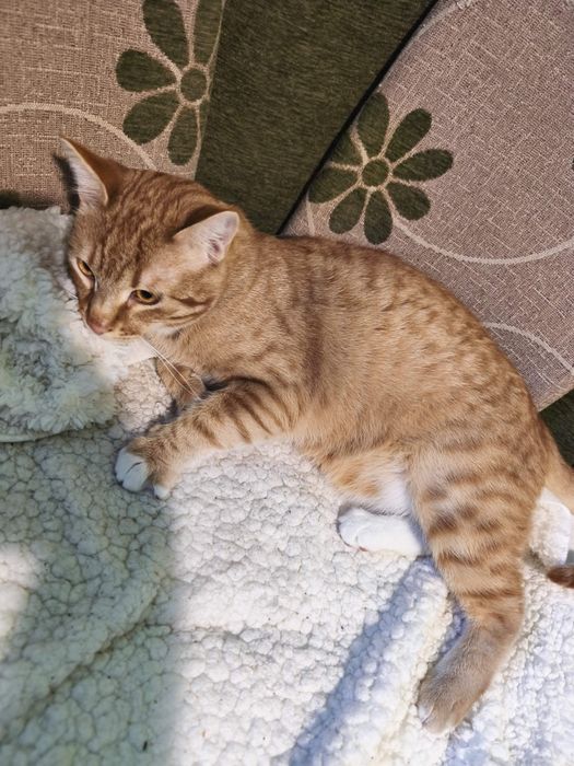 Подарявам котарак