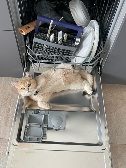 Очаровашки бриташки золото