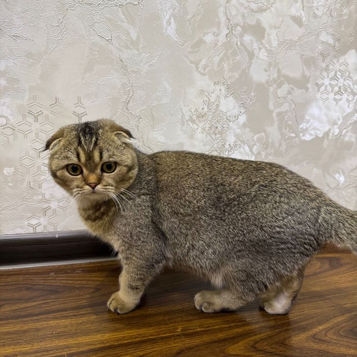 Mushuk sotiladi skotish fold