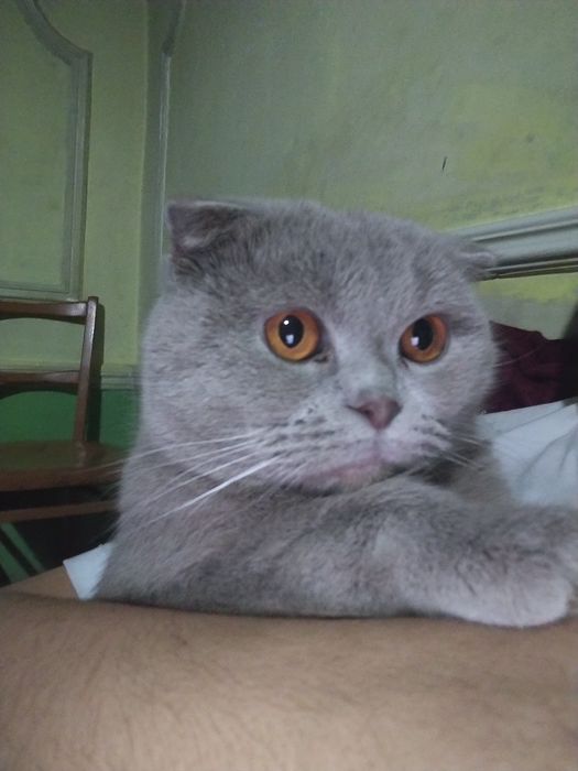 Skotish Fold yoshi 8-9oylik