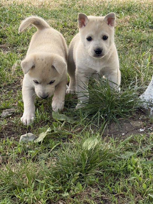 Продам     Щенят