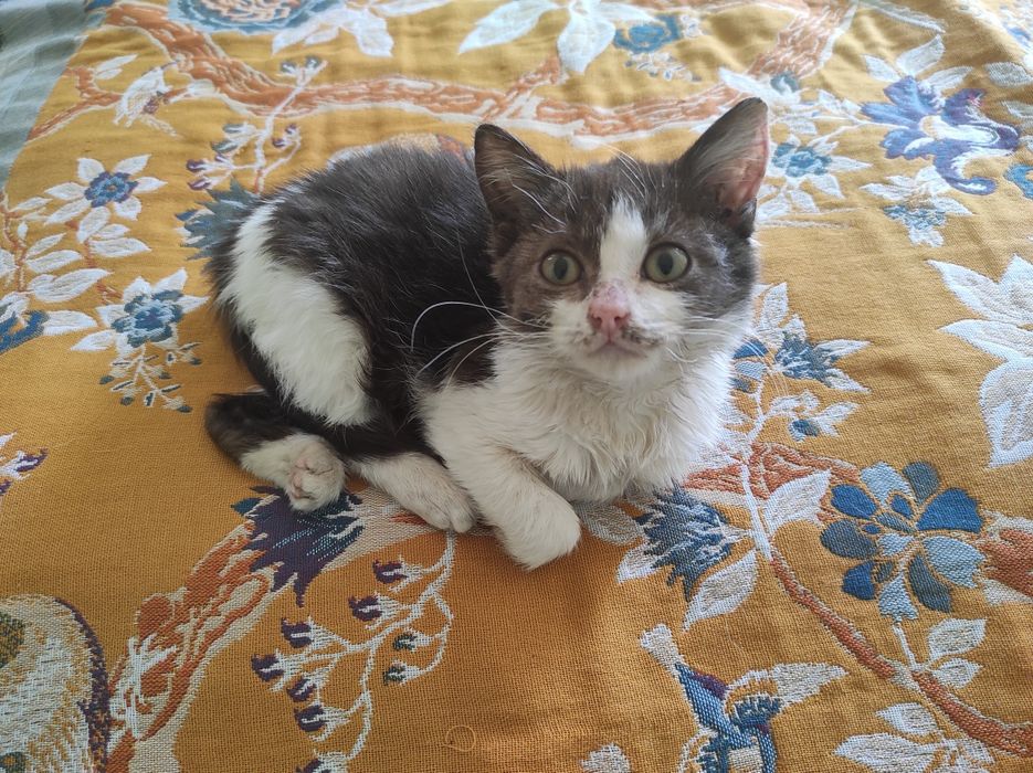Котятки в добрые руки