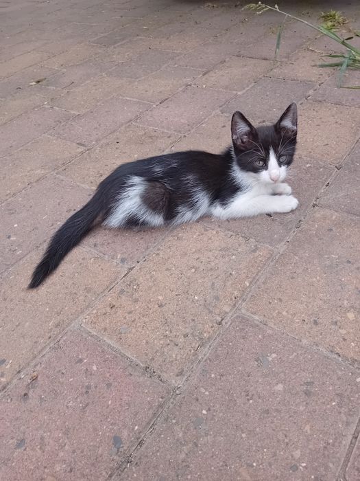 Pisici drăguțe de adoptat
