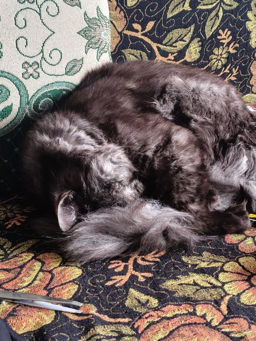 Отдам кота в добрые руки