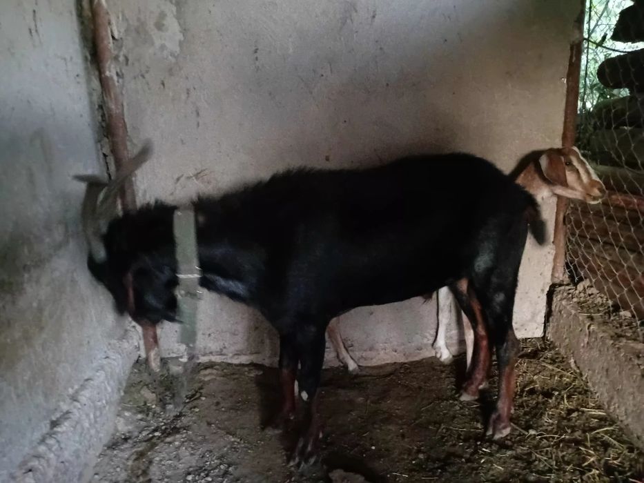Теке нубин парода
