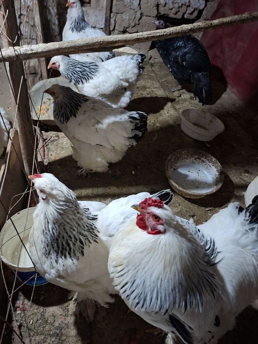 Брама товук хурозлари сотилади