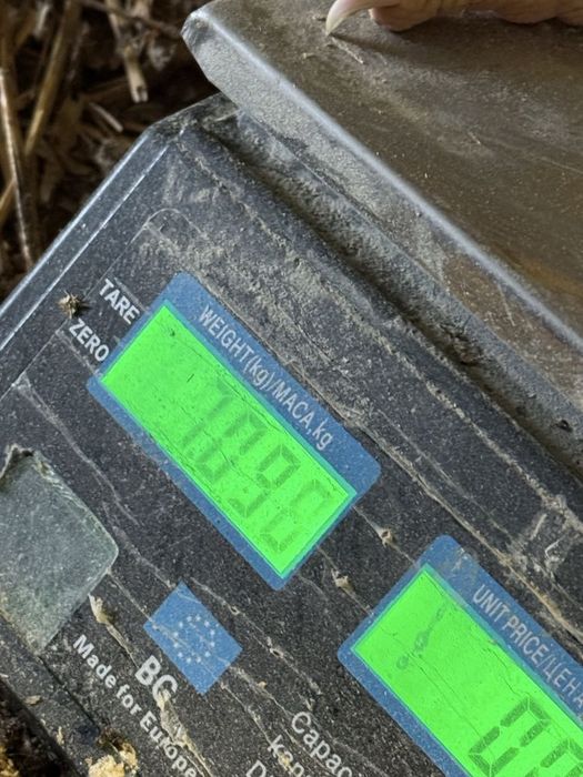 Пилета  Бройлери