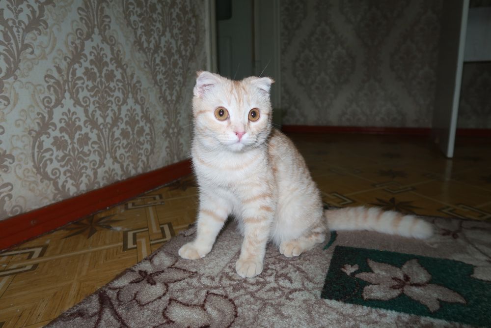 Шотландский вислоухий