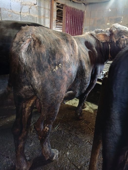 Бука сатылады алатау