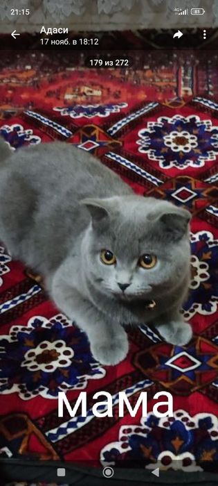 Шатлански шиншила британски қулоқ,сотилади, 100$ уғил бола