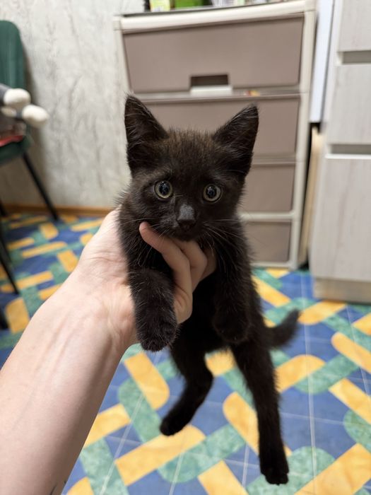Отдам котенка девочку