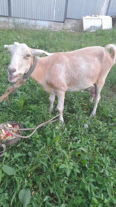 Заанински парода