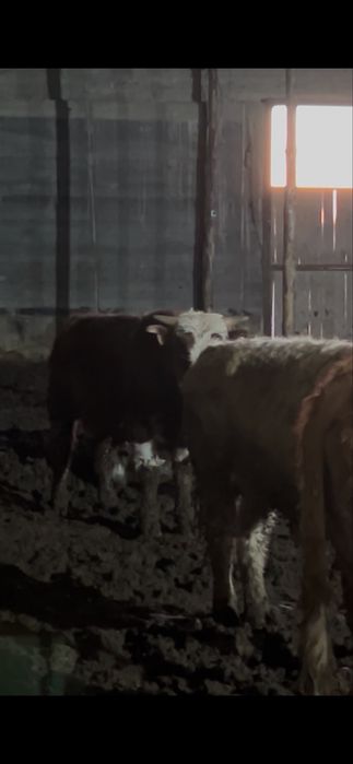 Бычки 1г откорм крс подсос