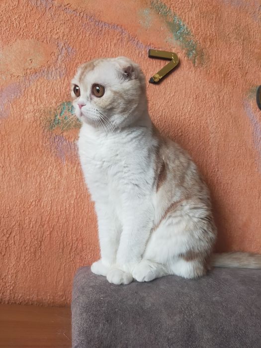 Шотландские кошки