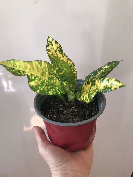 Кодиеум (кротон) Голд Сан