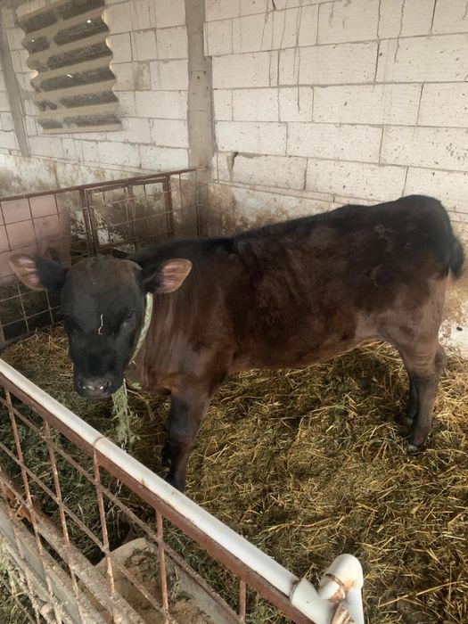 Vitel de vanzare Angus