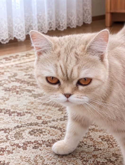 Домашние животное