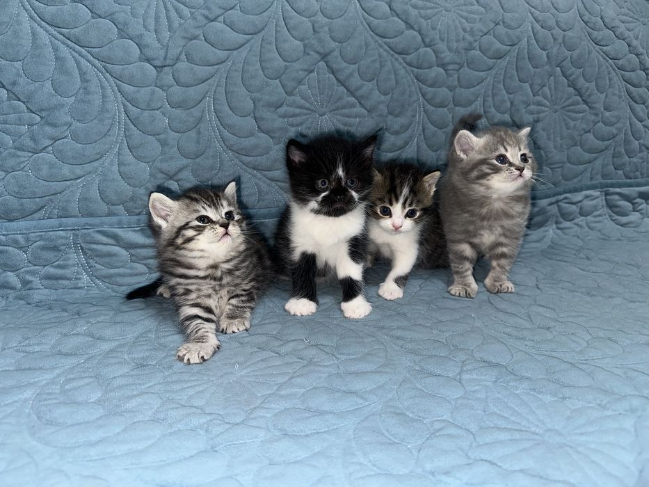 Продам котят британской породы