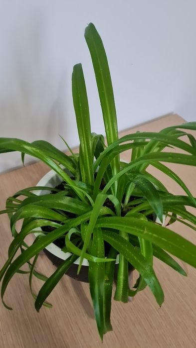Хлорофитум разные сорта
