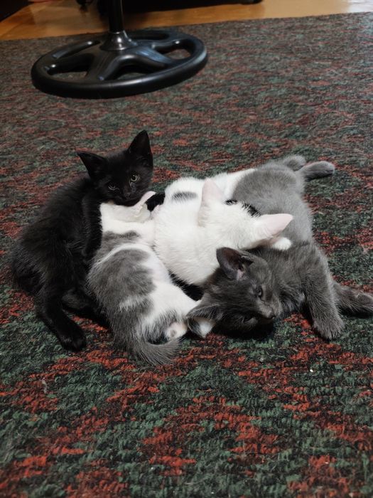 Отдаю котят в добрые руки