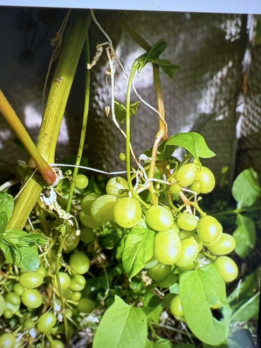 Продам дом в с Затон
