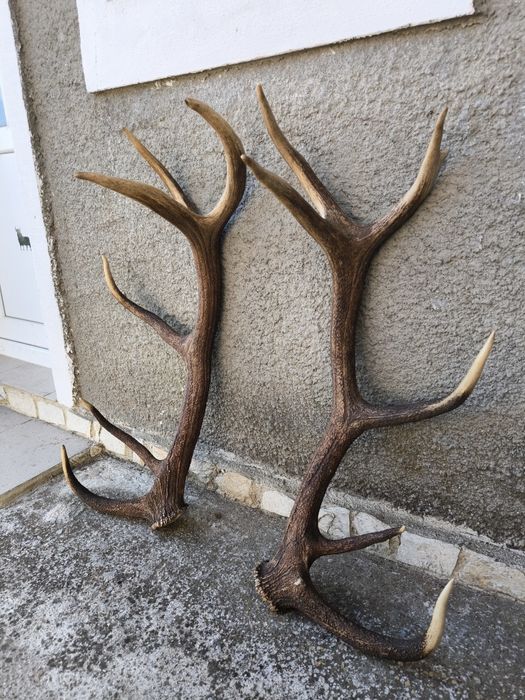 Чифт рога от елен, трофей