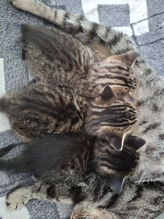 Британские котята