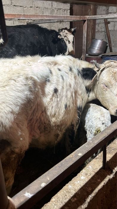 Сиырлар сатылады 500.000 нан