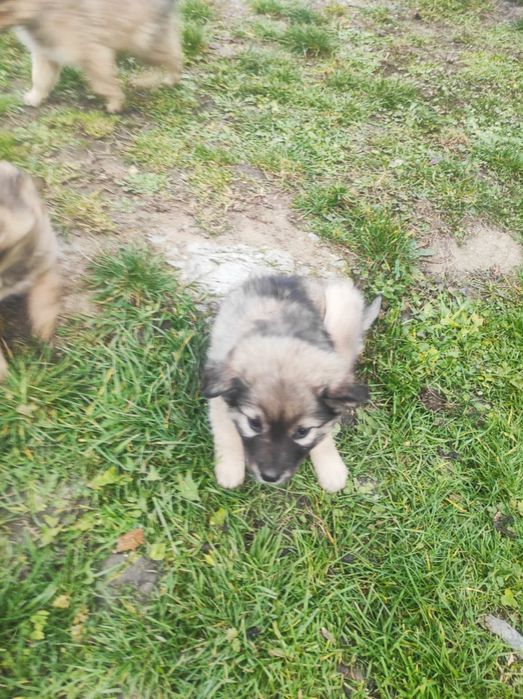 Donez 6 cățeluși drăgălași