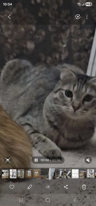 Пропала кошка.серая вислоухая