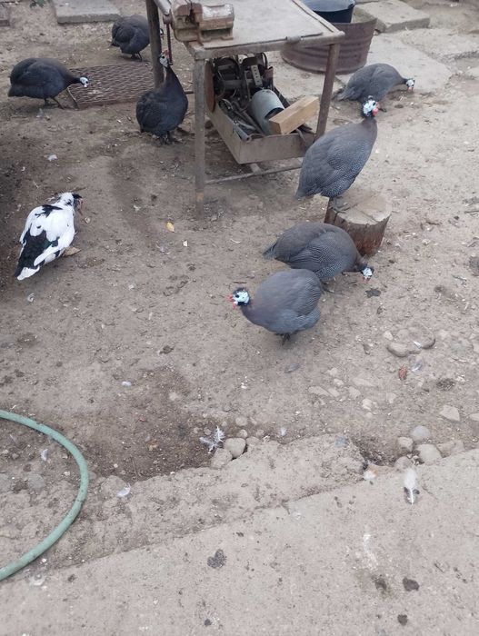 Vând sau schimb cu câțe.