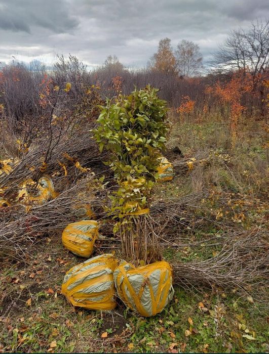 Саженцы берёзы сирень
