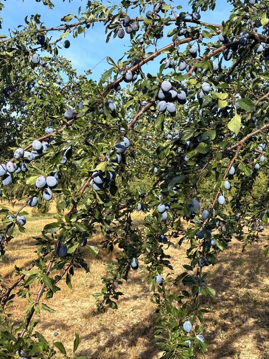 Prune de vanzare,nestropite de loc-proaspete și naturale