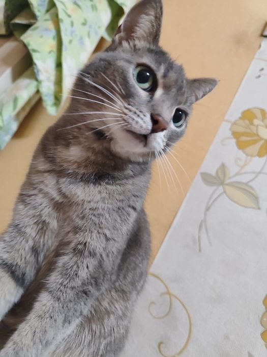 Пропал котик серый окрас