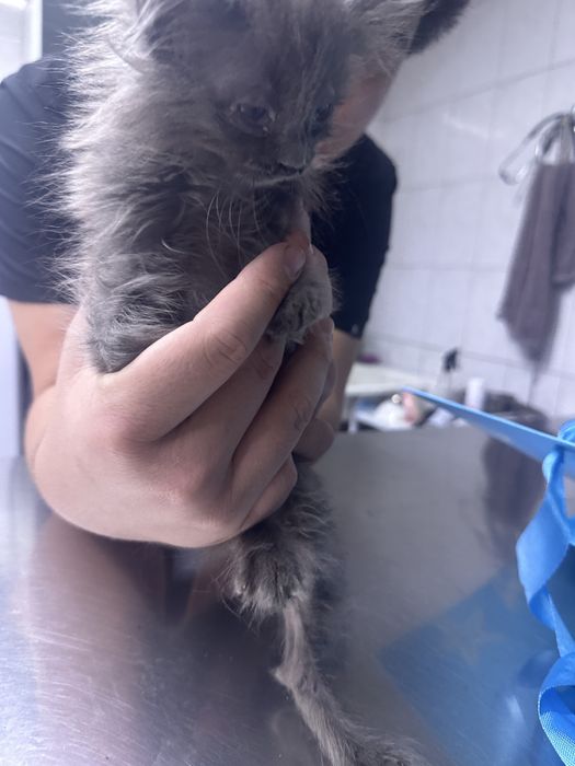 Котенок ищет семью