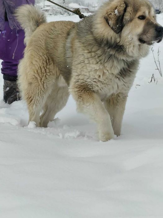 Кавказка овчарка