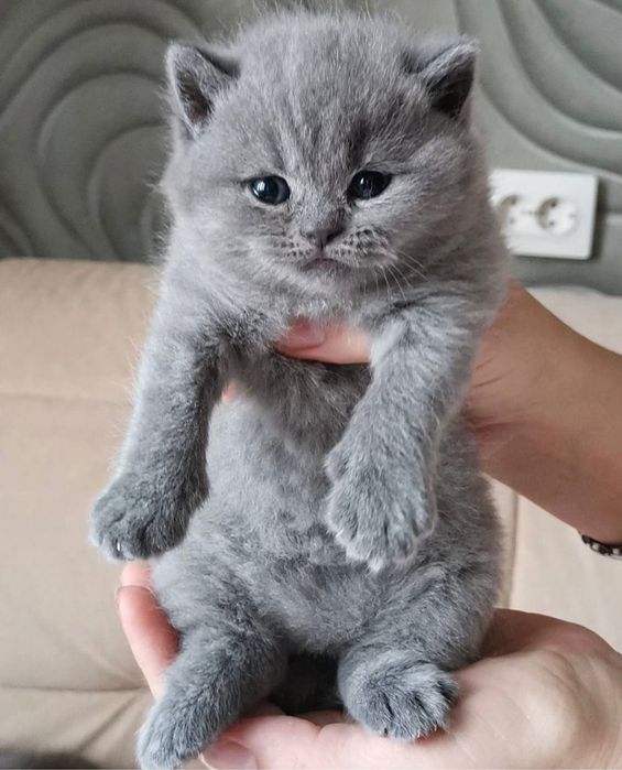 Продаются Британские Котята