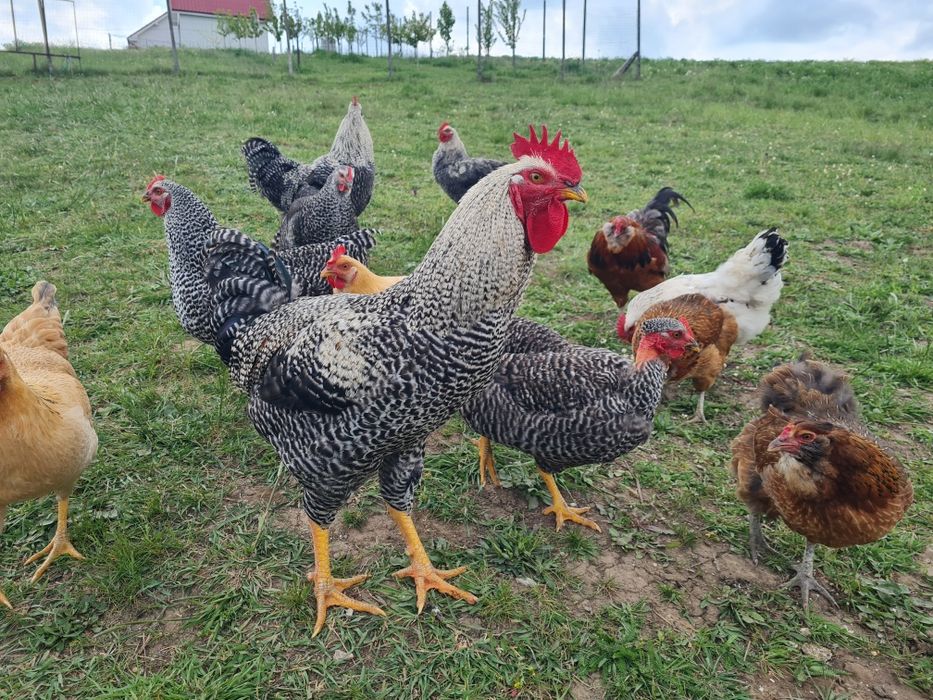 Cocosi tineri de rasă