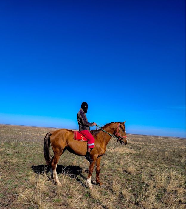 Айғыр сатылад  , жеребец продам