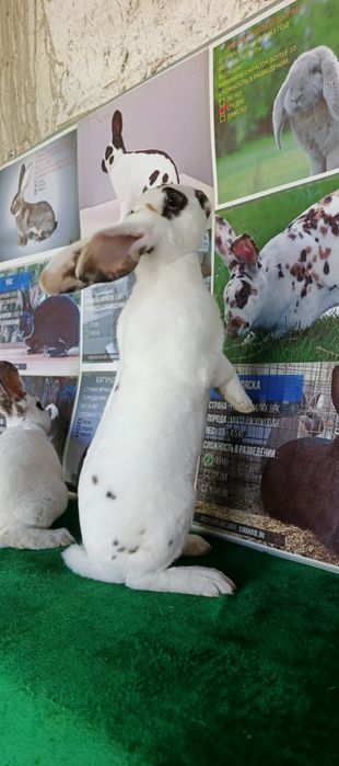 Рекс триколор куёнлари