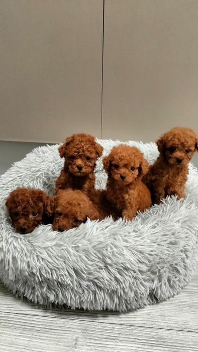 Teacup poodle ( teacup pudel) Afumati • OLX.ro