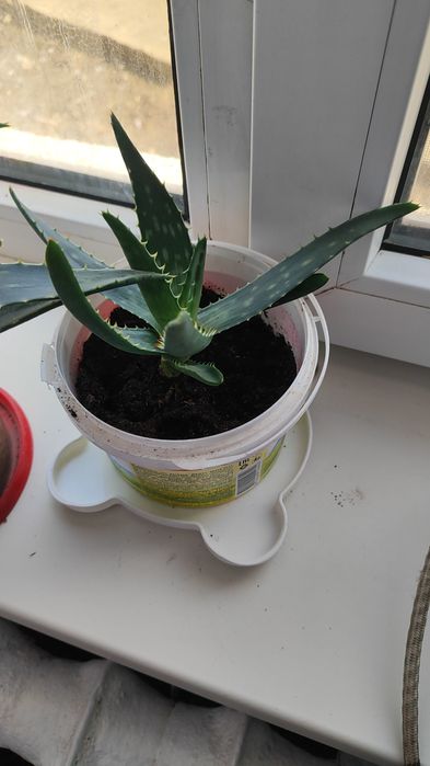 Алоэ комнатное растение