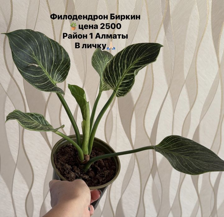 Продам комнатные цветы ,
