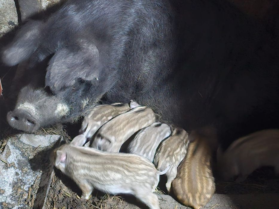 Поросята породы венгерская мангалица свинки и кабанчики