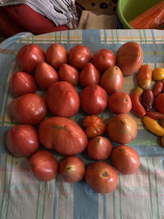 Продам домашние розовые помидоры
